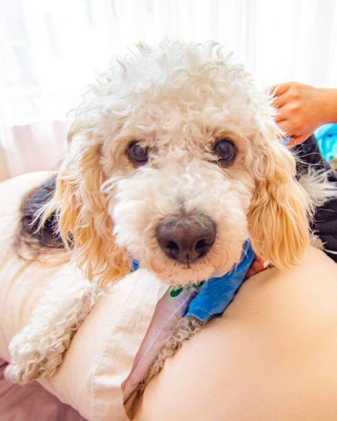 istock White dog poodle in bed 1176917933