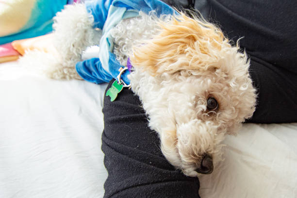 istock White dog poodle in bed 1176918039