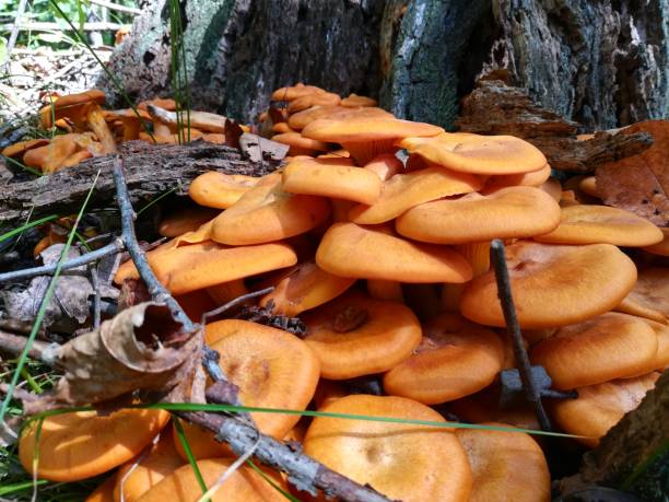 istock Mushrooms of the world 1176918949