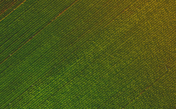 땅콩 농장의 무인 항공기에서 공중 보기 스톡 사진