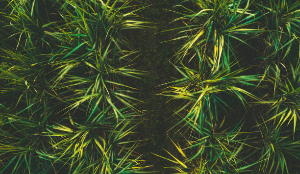 Aerial view from drone of sugarcane fields