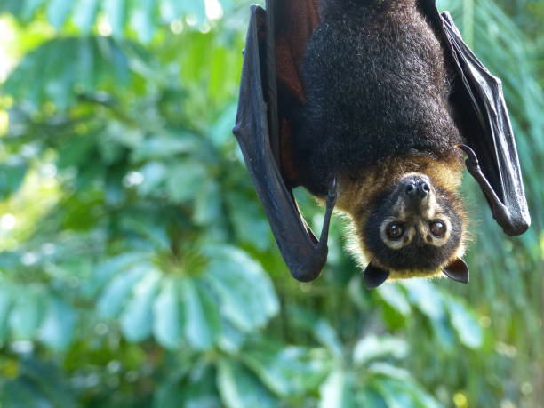 Spectacled Flying-fox (Pteropus conspicilatus) Spectacled Flying-fox (Pteropus conspicilatus) photograped at Port Douglas, Far North Queensland, Australia. fruit bat stock pictures, royalty-free photos & images