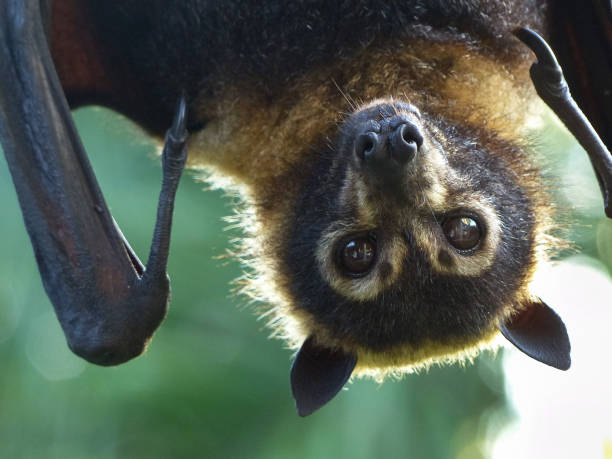 Spectacled Flying-fox (Pteropus conspicilatus) Spectacled Flying-fox (Pteropus conspicilatus) photograped at Port Douglas, Far North Queensland, Australia. bat animal stock pictures, royalty-free photos & images