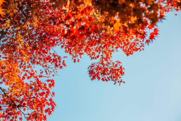 istock Autumn red maple leaves and blue sky background 1176924774