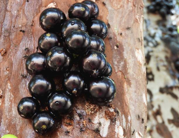 istock Jabuticaba we eat without stopping 1176924963