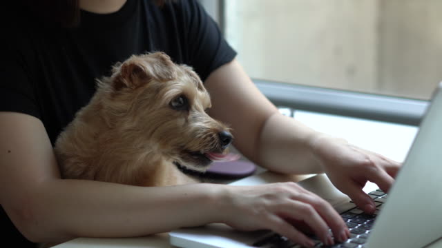 Mujer usando computadora con perro photo
