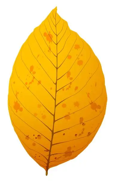 Vector illustration of autumn leaf from a walnut tree