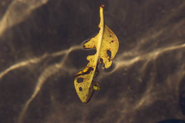 istock Leaf in a lake in Oaxaca, Mexico 1176928678