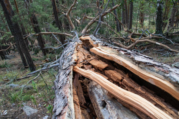 istock Burabay Kazakhstan National Park 1176929897