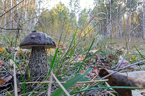 Edible boletus mushroom, Latin name-Leccinum aurantiacum among grass and leaves, bottom view