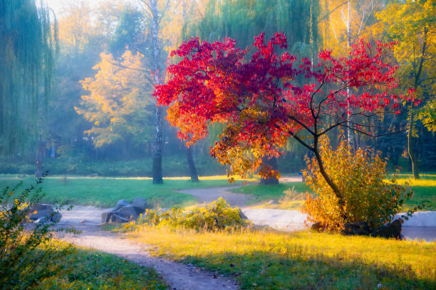 Alley in autumn golden yellow birch grove  at sunset time