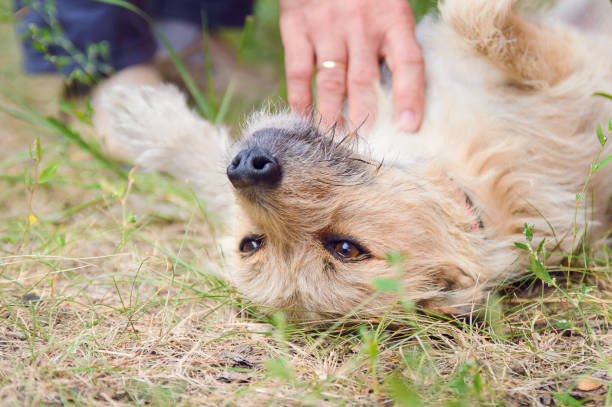 istock A man caresses his dog. 1176930545