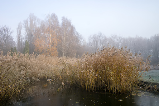 Cane on the pond in autumn park. Misty foggy autumn day.