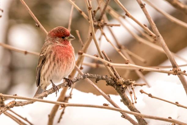 istock Purple finch 1176930741