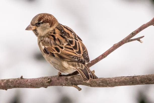 huis sparrow in de sneeuw - house sparrow stockfoto's en -beelden