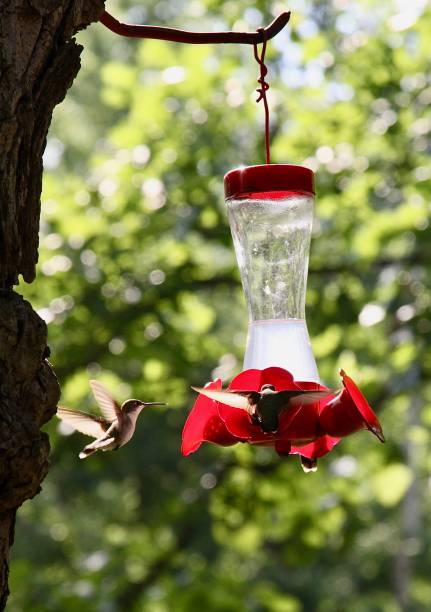 istock Hummingbirds At Their Feeder 1176930799
