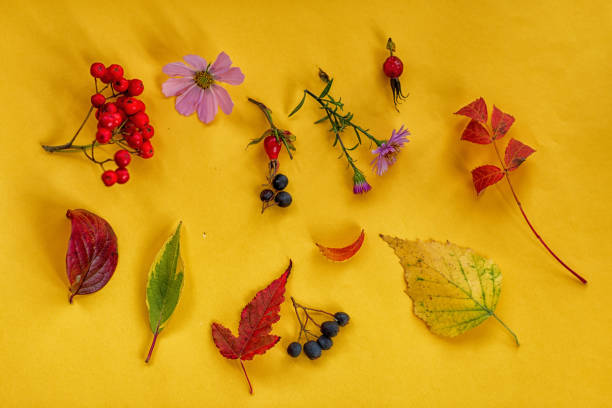 istock composition of autumn leaves and Rowan berries 1176930970