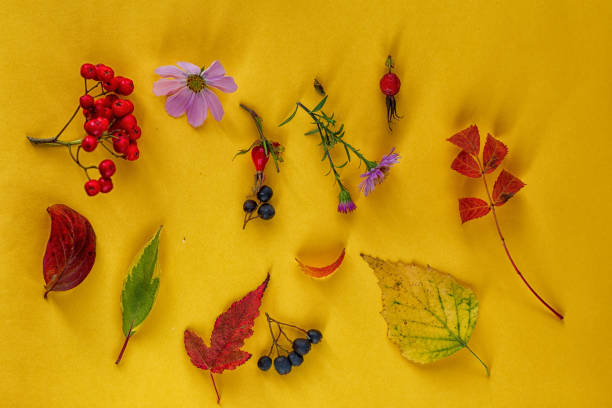istock composition of autumn leaves and Rowan berries 1176930977