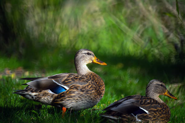 istock two mallard ducks in the lake 1176931031