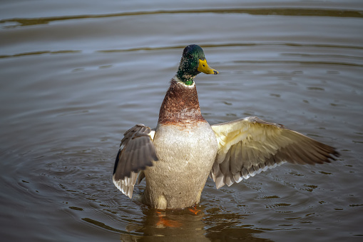 one mallard ducks in the lake