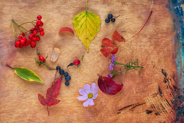 istock composition of autumn leaves and Rowan berries 1176931045