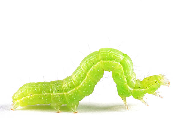 isolado larva de geometridae - inchworm imagens e fotografias de stock