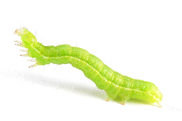 isolado larva de geometridae - inchworm imagens e fotografias de stock