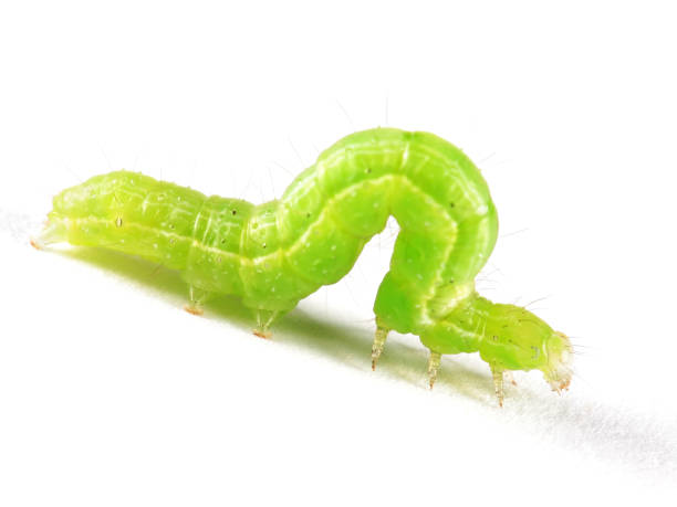 isolado larva de geometridae - inchworm imagens e fotografias de stock