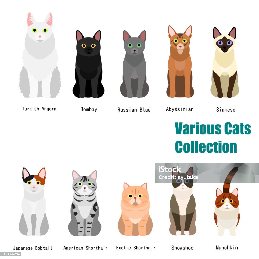 Horror Deber Pórtico Ilustración de Colección De Varios Gatos y más Vectores Libres de Derechos  de Gato atigrado - Gato atigrado, Gato doméstico, Vista de frente - iStock