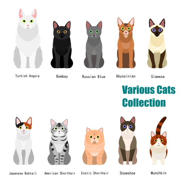 kuvapankkikuvitukset aiheesta kokoelma erilaisia kissoja - siamese cat