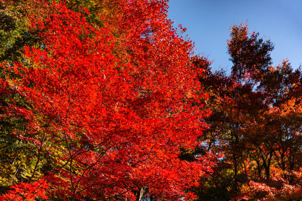 Photo of Colorful fall foliage in sunny day
