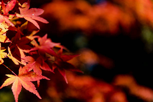 istock close-up colorful fall foliage in sunny day 1176934026