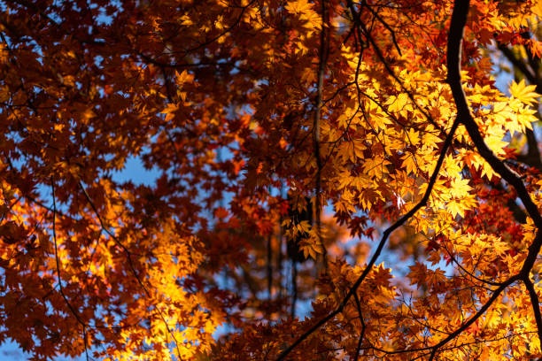 istock Colorful fall foliage in sunny day 1176934029
