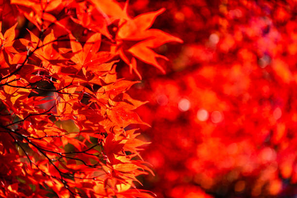 istock close-up colorful fall foliage in sunny day 1176934077