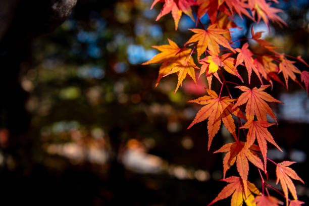 istock close-up colorful fall foliage in sunny day 1176934094