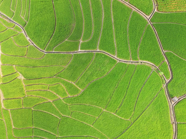 istock The beautiful landscape of rice fields 1176934859