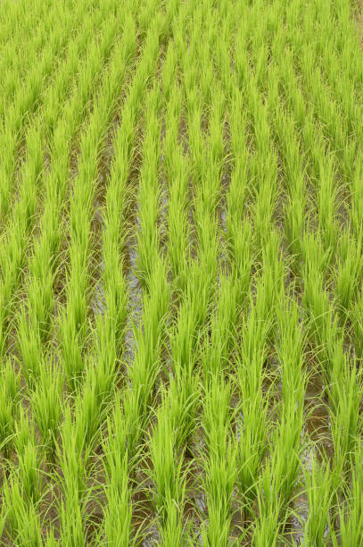 istock close up of ripening rice 1176934864