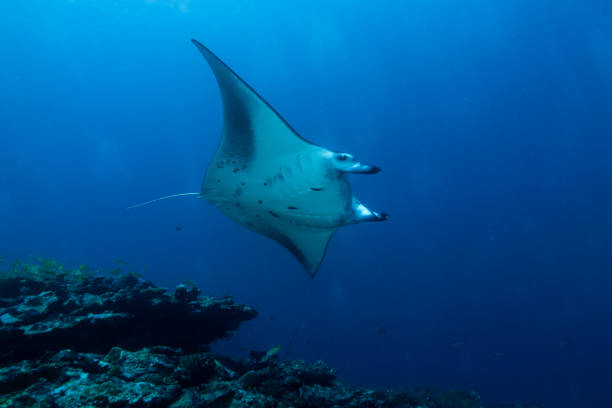 istock Manta at Cleaning Station 1176940449