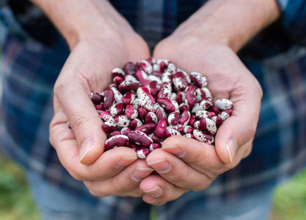 istock Harvest of spotted beans 1176941676