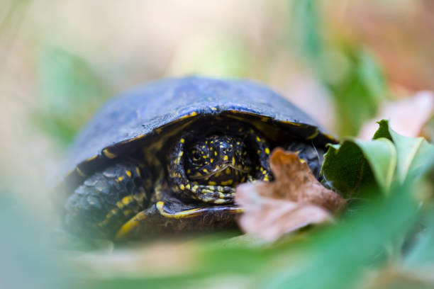 istock closeup turtle crawling in a grass, wild animal in a forest 1176942731
