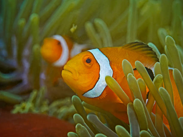 istock Two false clown fish in the sea anemone. 1176943514