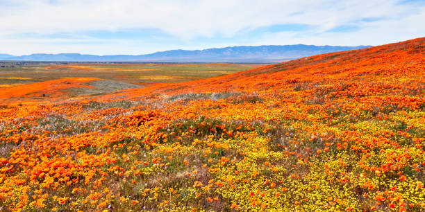 istock California Golden Poppies 1176943628