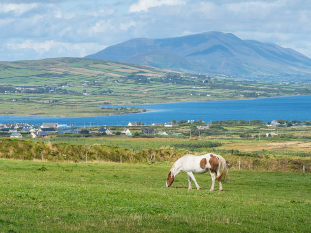 istock Grazing Horse in Ireland 1176943786