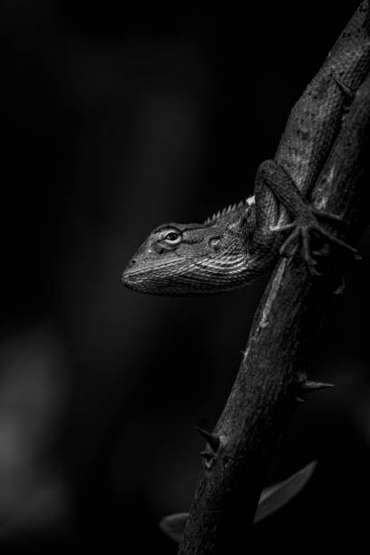 istock black and white monitor lizard. 1176943861
