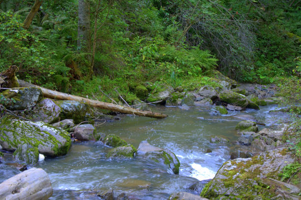 istock A shallow mountain river flows through the forest, a bed littered with stones and trunks of dumped trees. 1176944988