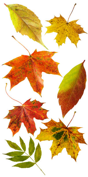 istock Autumn foliage set of leaf isolated on white background 1176945078