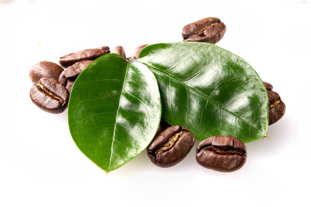 coffee beans with two green leaves on a white background, isolate. concept: freshness of coffee beans.