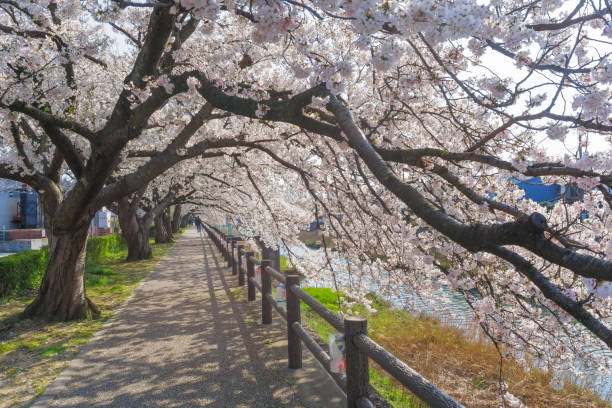 istock Sakura tunnel blooming at Tottori, Japan 1176946005