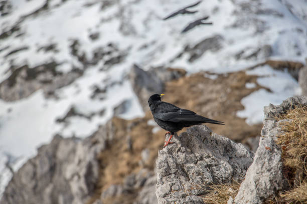 istock Alpine chough standing on rock, winter time 1176949237