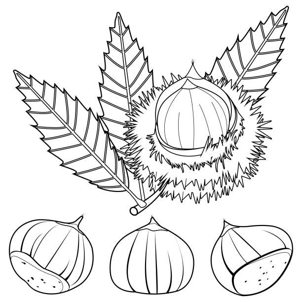 Sweet chestnut plant and fruit. Vector black and white coloring page A sweet chestnut husk, split open to reveal the fruit. Vector black and white coloring page chestnuts stock illustrations